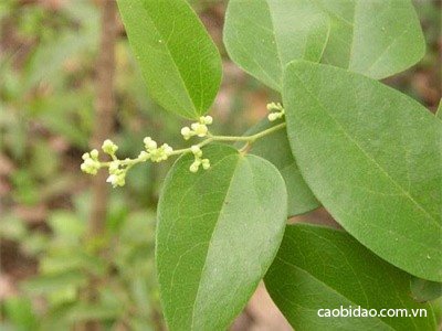 Những nước uống đẹp da, giữ dáng Những nước uống đẹp da, giữ dáng