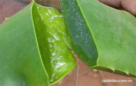 Đánh bay mụn với nguyên liệu trong bếp Đánh bay mụn với nguyên liệu trong bếp