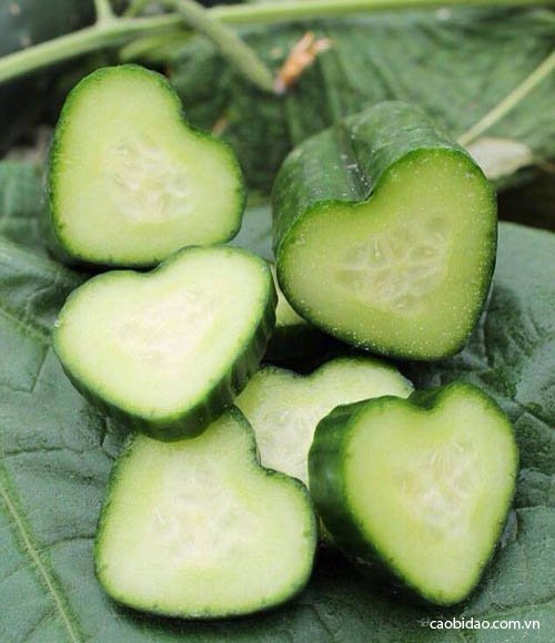 bí đao bi dao