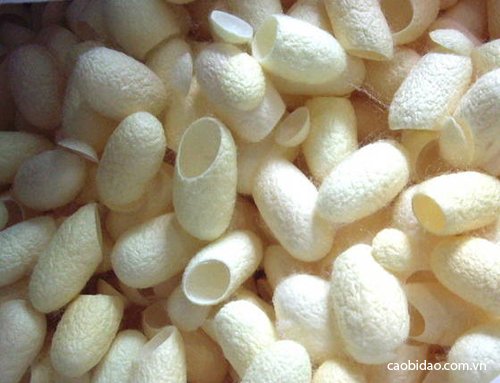 Mua Kén Tằm ở TPHCM mua ken tam o tp hcm