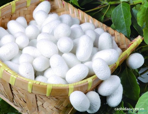Kén Tằm ở TP HCM ken tam o tp hcm