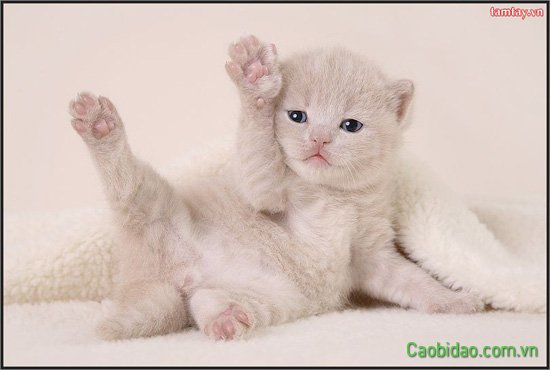 Chú mèo nằm nữa tinh nghịch Chú mèo nằm nữa tinh nghịch