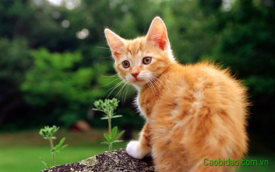 Mèo cô đơn tìm bạn Mèo cô đơn tìm bạn