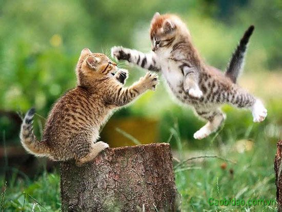 2 chú mèo tinh nghich dở nhau 2 chú mèo tinh nghich dở nhau