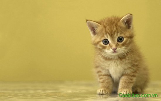 Ai làm bạn với em không Ai làm bạn với em không