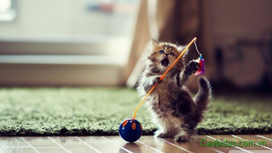 Mèo ngịch đồ chơi Mèo ngịch đồ chơi
