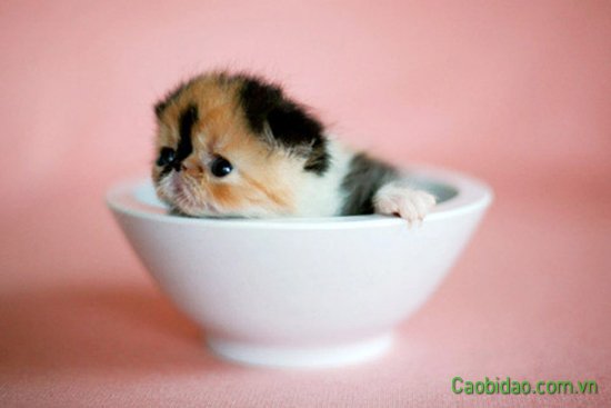 Mèo con nằm gọn trong bát Mèo con nằm gọn trong bát