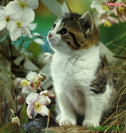 Hình ảnh mèo trầm ngâm Hình ảnh mèo trầm ngâm