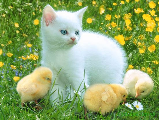 Mèo vịt nhà ta đánh yêu chưa Mèo vịt nhà ta đánh yêu chưa