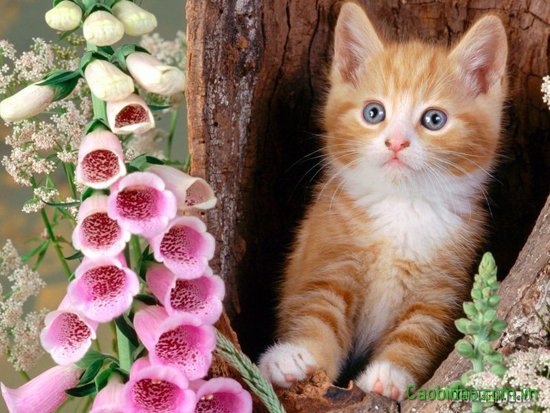Chú mèo dể thương Chú mèo dể thương