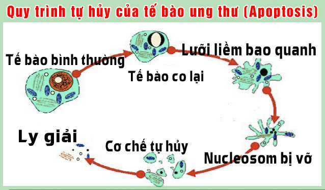 Quy trình tự hủy diệt của tế bào ung thư