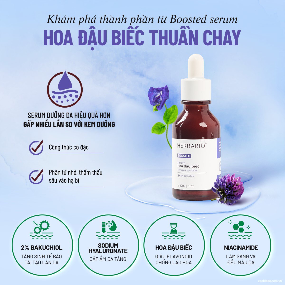 Những thành phần chính của Serum hoa đậu biếc Boosted làm mờ vết thâm